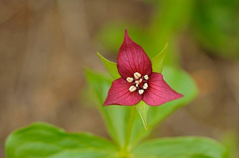 Canada-Ontario-Algonquin Provincial Park Red trillium flower close-up White Modern Wood Framed Art Print with Double Matting by Jaynes Gallery