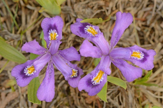 Image Only
