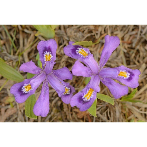 Canada-Ontario-Tobermory Dwarf lake iris flower close-up Black Modern Wood Framed Art Print with Double Matting by Jaynes Gallery