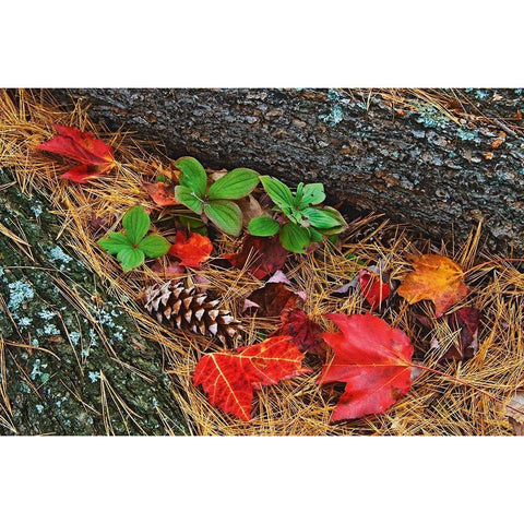 Canada-Ontario-Tyson Lake Vegetation and log on forest floor Black Modern Wood Framed Art Print by Jaynes Gallery