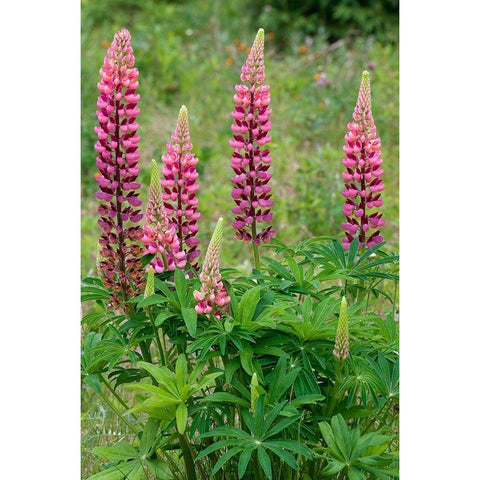 Canada-Ontario-Killarney District Lupines blossoms close-up White Modern Wood Framed Art Print by Jaynes Gallery