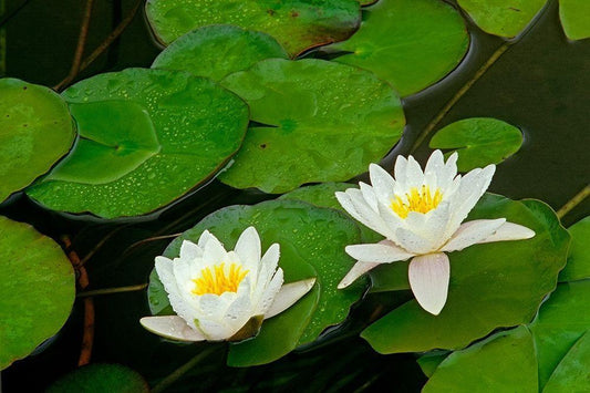 Image Only