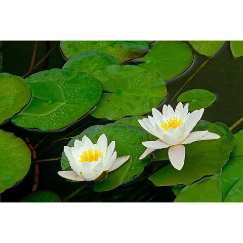 Canada-Ontario-Whitefish American white water lily flower and pads Black Modern Wood Framed Art Print by Jaynes Gallery