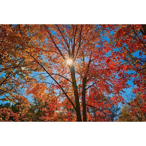 Canada-Ontario-Chutes Provincial Park Sunburst on autumn tree foliage Black Modern Wood Framed Art Print by Jaynes Gallery