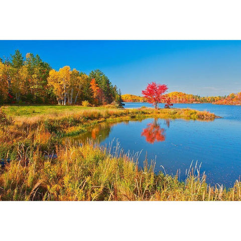 Canada-Ontario-Worthington Red maple tree reflects in St Poithier Lake White Modern Wood Framed Art Print by Jaynes Gallery