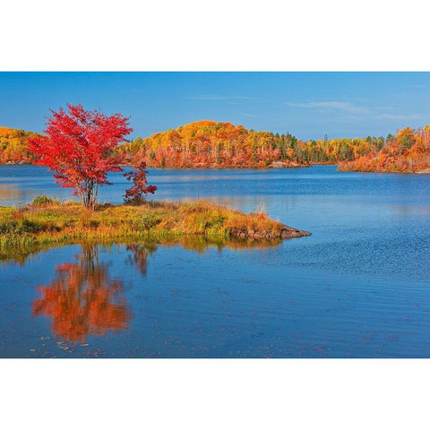 Canada-Ontario-Worthington Red maple tree reflects in St Poithier Lake Gold Ornate Wood Framed Art Print with Double Matting by Jaynes Gallery