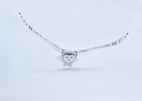 Canada- Ontario- Barrie. Female snowy owl in flight over snow. Black Ornate Wood Framed Art Print with Double Matting by Jaynes Gallery