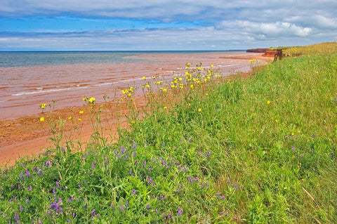 Canada-Prince Edward Island-Skinners Pond Red sandstone beach on Northumberland Strait White Modern Wood Framed Art Print with Double Matting by Jaynes Gallery