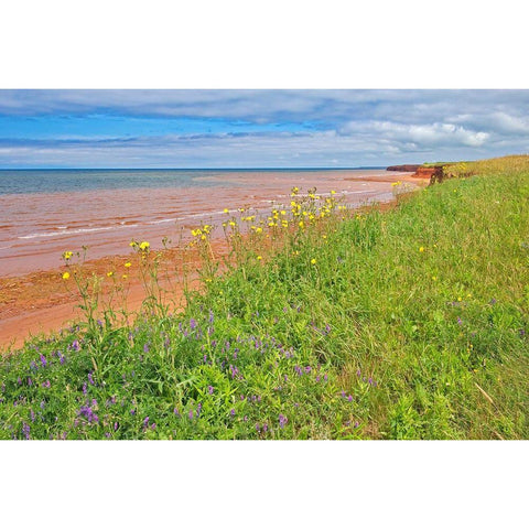 Canada-Prince Edward Island-Skinners Pond Red sandstone beach on Northumberland Strait Black Modern Wood Framed Art Print by Jaynes Gallery