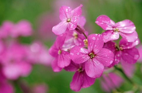 Canada-Prince Edward Island Phlox flowers in rain White Modern Wood Framed Art Print with Double Matting by Jaynes Gallery
