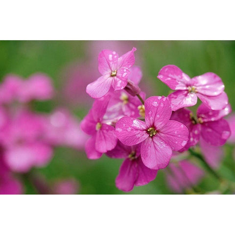Canada-Prince Edward Island Phlox flowers in rain Black Modern Wood Framed Art Print by Jaynes Gallery