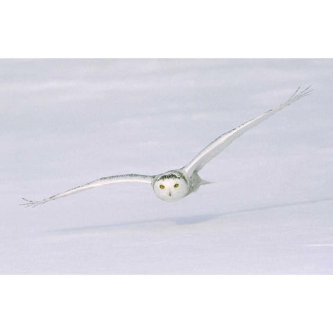Canada, Quebec Snowy owl flies low over snow Gold Ornate Wood Framed Art Print with Double Matting by Delisle, Gilles