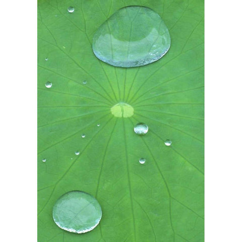 Canada, Quebec, Montreal Water on lotus leaf Black Modern Wood Framed Art Print by Delisle, Gilles