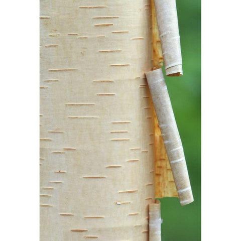 Canada, Quebec Peeling bark on paper birch tree Black Modern Wood Framed Art Print with Double Matting by Delisle, Gilles