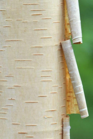 Canada, Quebec Peeling bark on paper birch tree White Modern Wood Framed Art Print with Double Matting by Delisle, Gilles