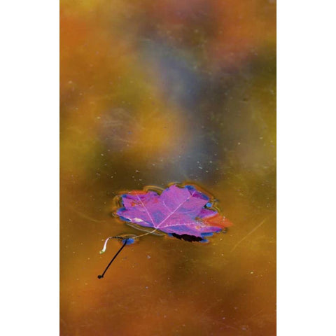 Canada, Quebec Autumn leaf on pond Black Modern Wood Framed Art Print by Delisle, Gilles