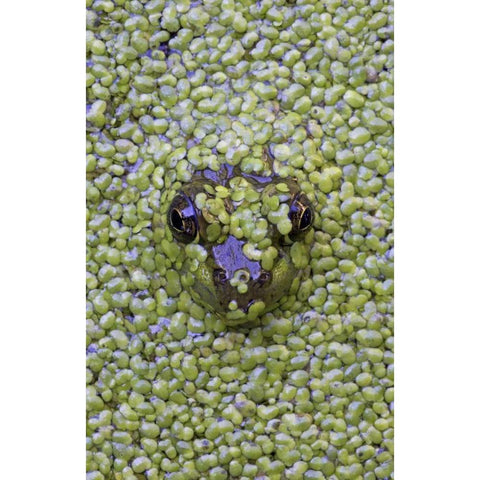 Canada, Quebec Green frog in duckweed water Black Modern Wood Framed Art Print with Double Matting by Delisle, Gilles