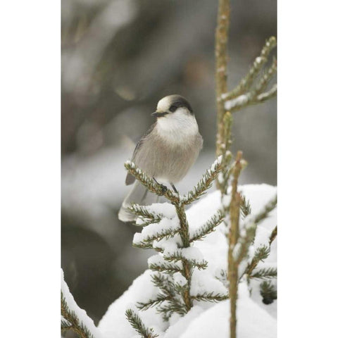 Canada, Quebec Gray jay perched on snowy pine Black Modern Wood Framed Art Print with Double Matting by Delisle, Gilles