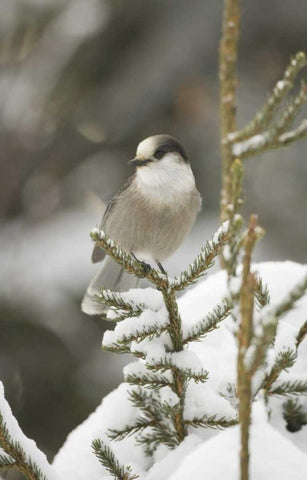 Canada, Quebec Gray jay perched on snowy pine White Modern Wood Framed Art Print with Double Matting by Delisle, Gilles