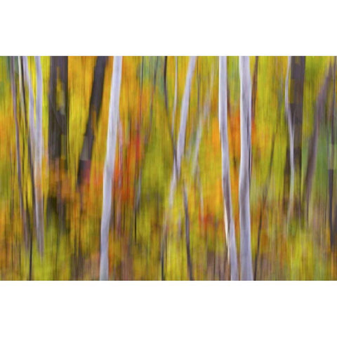 Canada, Quebec Blur of autumn in hardwood forest Black Modern Wood Framed Art Print by Delisle, Gilles