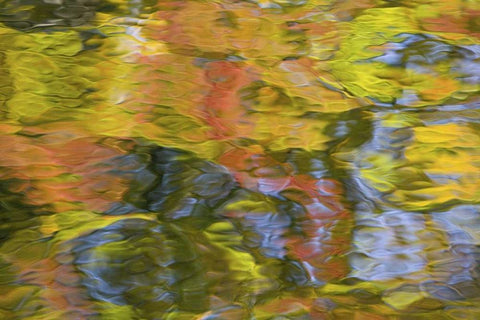 Quebec, Canada Autumn reflects on water patterns White Modern Wood Framed Art Print with Double Matting by Delisle, Gilles