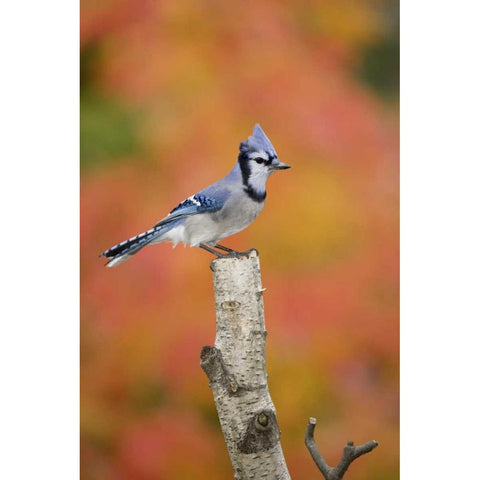 Canada, Quebec Blue jay perched on stump Black Modern Wood Framed Art Print with Double Matting by Delisle, Gilles