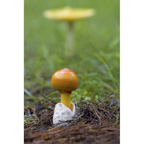 Canada, Quebec Close-up of fly agaric mushroom White Modern Wood Framed Art Print by Delisle, Gilles