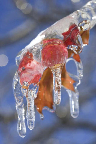 Canada, Quebec Ice-coated oak leaves after storm Black Ornate Wood Framed Art Print with Double Matting by Delisle, Gilles