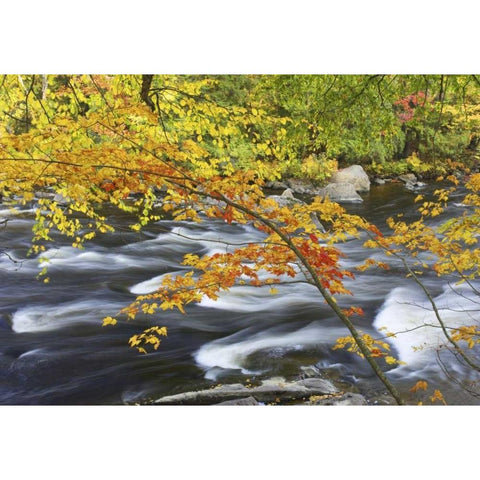 Canada, Fall maple foliage above river rapids Black Modern Wood Framed Art Print by Delisle, Gilles