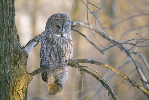 Canada, Quebec Great gray owl at sunset White Modern Wood Framed Art Print with Double Matting by Delisle, Gilles