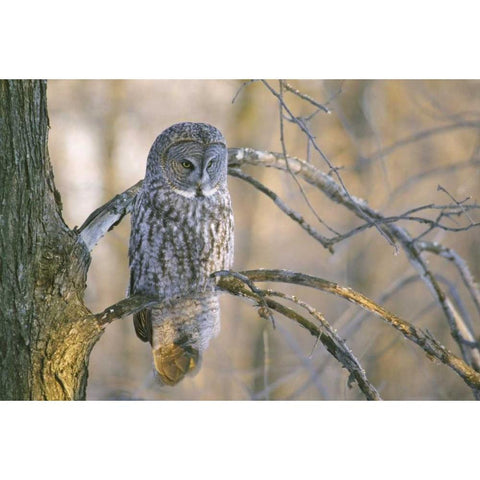 Canada, Quebec Great gray owl at sunset Black Modern Wood Framed Art Print by Delisle, Gilles