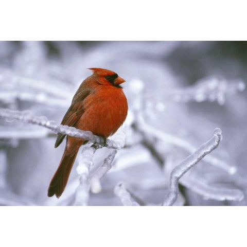 Canada, Quebec Male northern cardinal on limb Black Modern Wood Framed Art Print by Delisle, Gilles