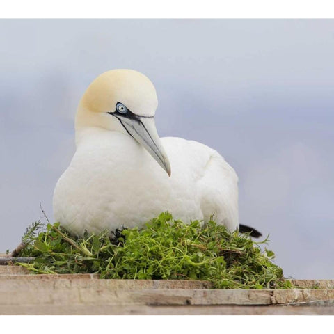 Canada, Quebec, Northern gannet bird sits on nest White Modern Wood Framed Art Print by Morris, Arthur
