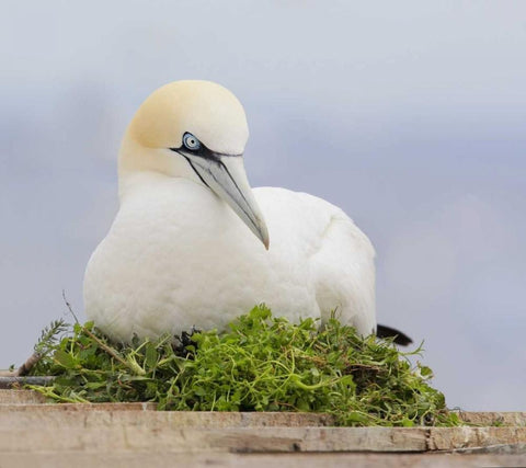 Canada, Quebec, Northern gannet bird sits on nest Black Ornate Wood Framed Art Print with Double Matting by Morris, Arthur