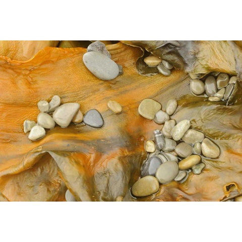 Canada, Quebec, Forillon NP Pebbles on seaweed White Modern Wood Framed Art Print by Grandmaison, Mike