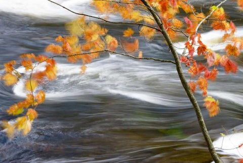 Canada, Quebec Red maple tree by Riviere-du-Nord White Modern Wood Framed Art Print with Double Matting by Delisle, Gilles