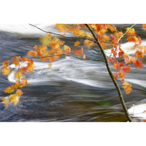 Canada, Quebec Red maple tree by Riviere-du-Nord Black Modern Wood Framed Art Print by Delisle, Gilles