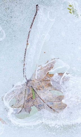 Canada, Quebec Silver maple leaf caught in ice White Modern Wood Framed Art Print with Double Matting by Delisle, Gilles