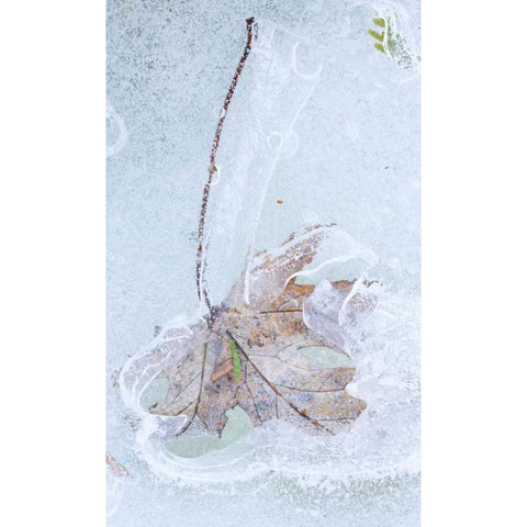 Canada, Quebec Silver maple leaf caught in ice Black Modern Wood Framed Art Print with Double Matting by Delisle, Gilles