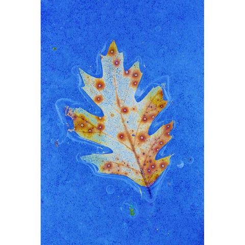 Canada, Quebec Red oak leaf caught in ice White Modern Wood Framed Art Print by Delisle, Gilles