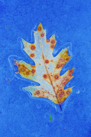 Canada, Quebec Red oak leaf caught in ice White Modern Wood Framed Art Print with Double Matting by Delisle, Gilles