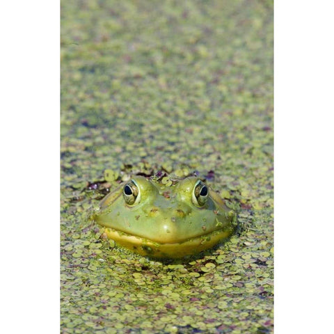 Canada, Boucherville Green frog in duckweed Black Modern Wood Framed Art Print by Delisle, Gilles