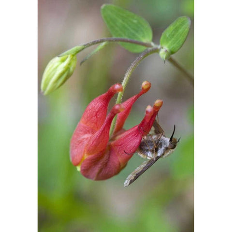 Canada, Quebec Bee fly on wild columbine Black Modern Wood Framed Art Print by Delisle, Gilles