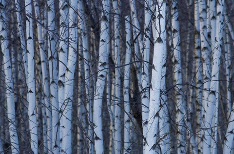 Canada, Quebec, Yamaska NP Gray birch forest White Modern Wood Framed Art Print with Double Matting by Delisle, Gilles
