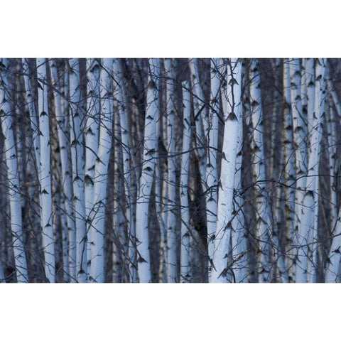 Canada, Quebec, Yamaska NP Gray birch forest Black Modern Wood Framed Art Print by Delisle, Gilles