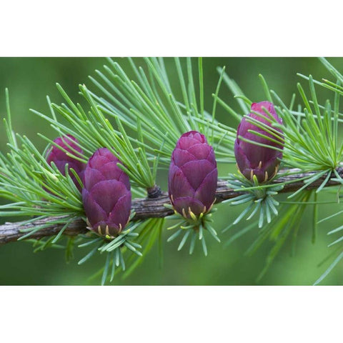 Canada, Quebec Tamarack tree cones Gold Ornate Wood Framed Art Print with Double Matting by Delisle, Gilles