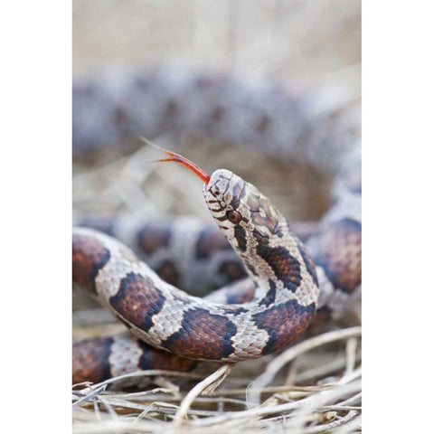 Canada, Riviere des Prairies Park Milk snake White Modern Wood Framed Art Print by Delisle, Gilles