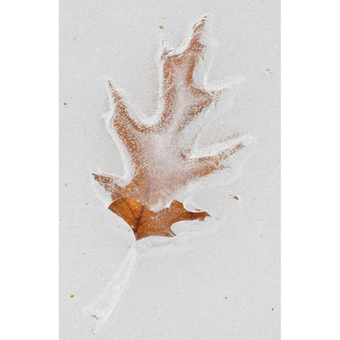 Canada, Quebec Red oak leaf caught in ice Black Modern Wood Framed Art Print by Delisle, Gilles