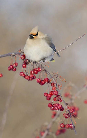 Canada, Quebec Bohemian waxwing bird on limb Black Ornate Wood Framed Art Print with Double Matting by Delisle, Gilles