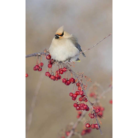 Canada, Quebec Bohemian waxwing bird on limb Black Modern Wood Framed Art Print by Delisle, Gilles